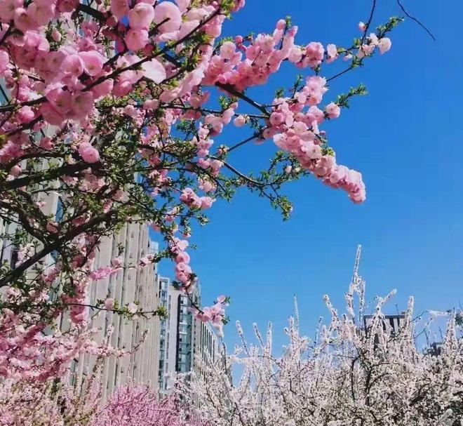 北京丰台【紫辰院】售楼处出事了！ —紫辰院内幕(图10)